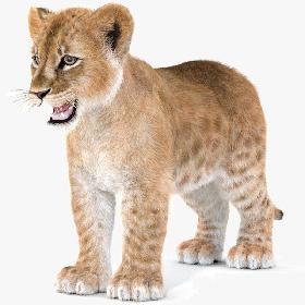 Baby Lion Furry 3D